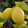 Citrus limon